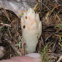 Fringed Pinesap thumbnail 2