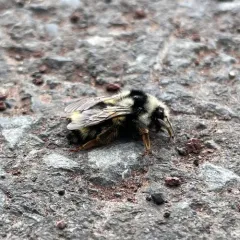 Vancouver Bumble Bee thumbnail 2