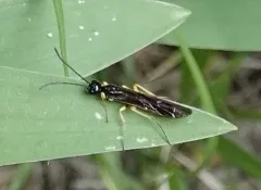 Wheat Stem Sawfly thumbnail 1