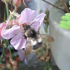 Sitka Bumble Bee thumbnail 2