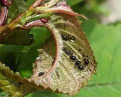 Black Cherry Aphid thumbnail 2