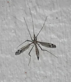 Tipula valida thumbnail 3