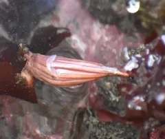 Long-stalked Sea Squirt thumbnail 2