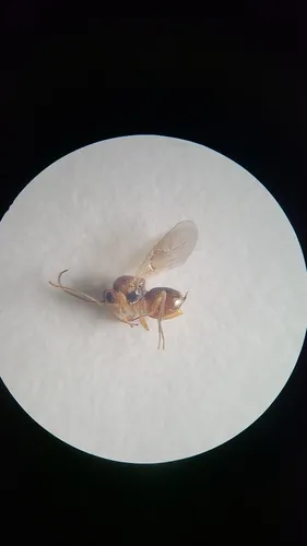 Synergus oneratus