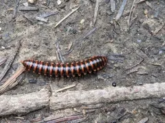 Orophe unicus thumbnail 2