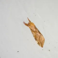 Four-spotted Ghost Moth thumbnail 2