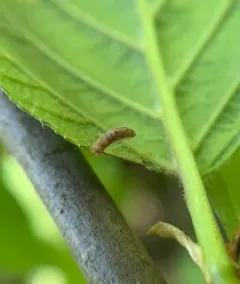 Cigar Casebearer Moth thumbnail 3