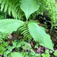 bog Jack-in-the-pulpit thumbnail 3
