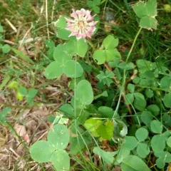 Alsike clover thumbnail 2
