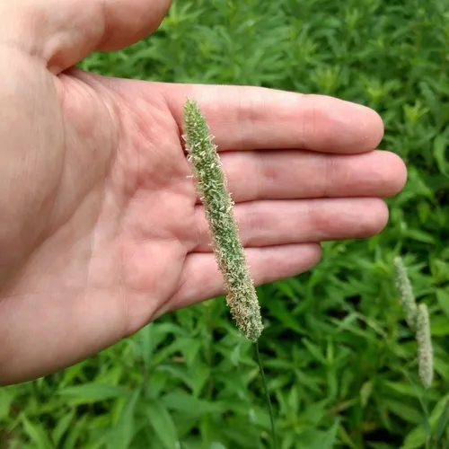 Timothy grass
