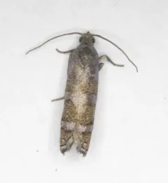Eastern Pine Seedworm Moth thumbnail 3