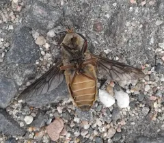 Hybomitra nuda thumbnail 4