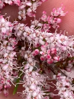small-flowered tamarisk thumbnail 2