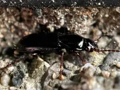 Pterostichus pumilus thumbnail 3