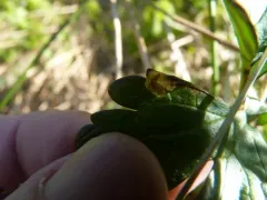 Buttercup-miner Sawfly thumbnail 2
