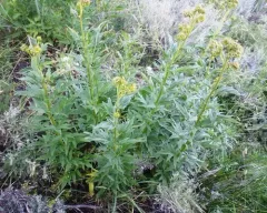 Tall Phacelia thumbnail 1