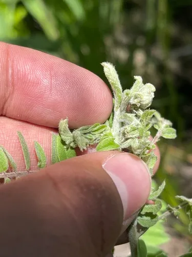 Anacampsis wikeri