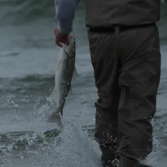 Striped Bass thumbnail 4