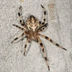 Marbled Orbweaver thumbnail 4