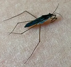 Gerris insperatus thumbnail 3