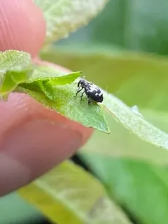 Tachyerges salicis thumbnail 3