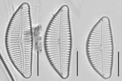 Encyonema auerswaldii thumbnail 2
