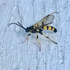 Ichneumon annulatorius thumbnail 1