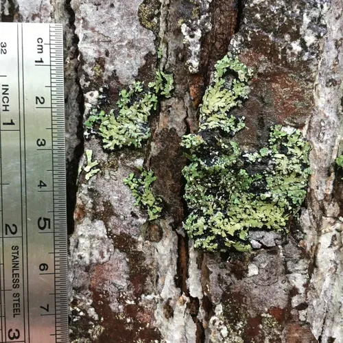 Pom-pom Shadow Lichen