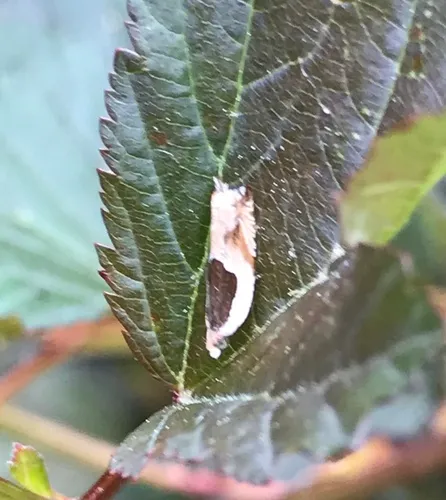 Oak Leaffolder Moth