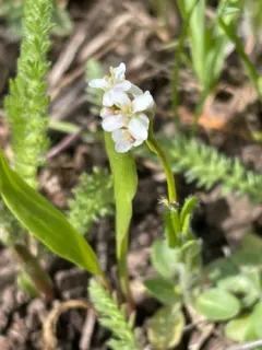 Nuttall's Rockcress thumbnail 1