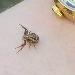 Common Crab Spider thumbnail 2