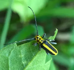 Woodbine Borer thumbnail 3