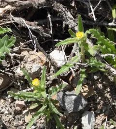 Whitestem Blazingstar thumbnail 2