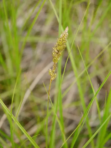 Sartwell's sedge