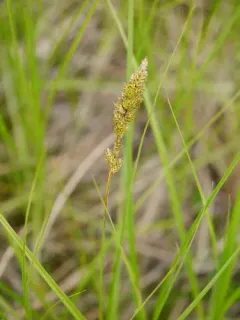 Sartwell's sedge thumbnail 1