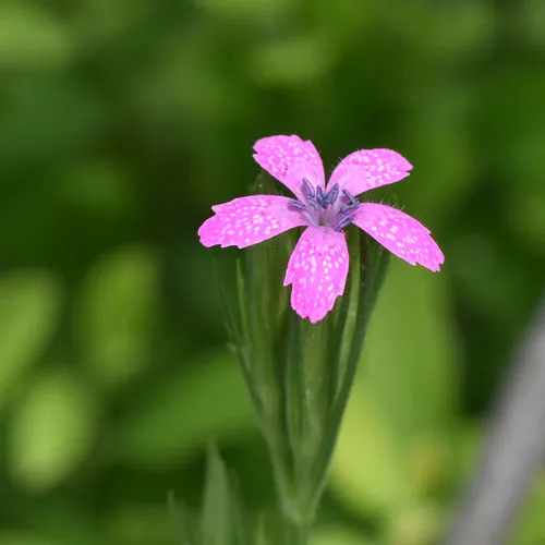 Deptford pink
