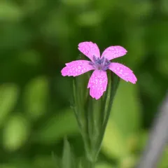 Deptford pink thumbnail 1