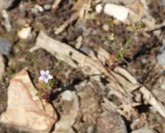 Clokey's gilia thumbnail 3