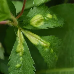 Taphrina tormentillae thumbnail 4