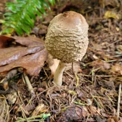 Olive Shaggy Parasol thumbnail 2