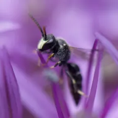 Hairy masked Bee thumbnail 3