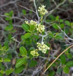 mountain whitethorn thumbnail 1