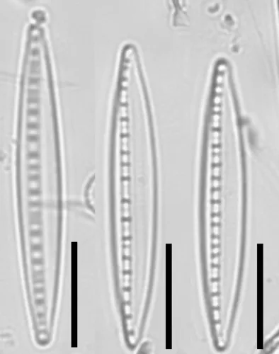 Nitzschia dissipata