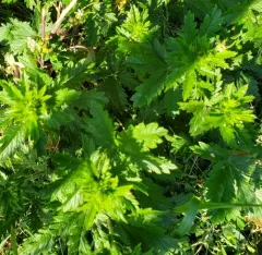Intermediate Cinquefoil thumbnail 4