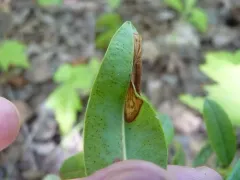 Laurel Leafminer thumbnail 4