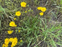 plantain goldenweed thumbnail 3