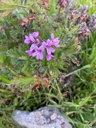 rose-scented geranium