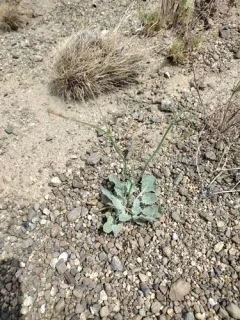 Bailey's Buckwheat thumbnail 2