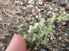 moth combseed thumbnail 4