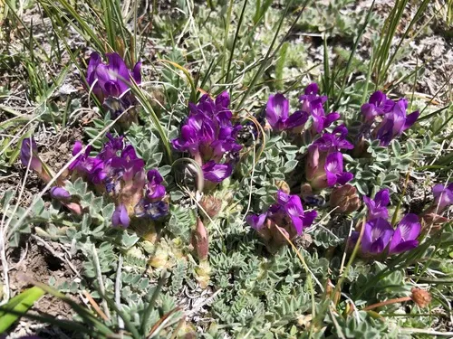 Silverleaf Milkvetch